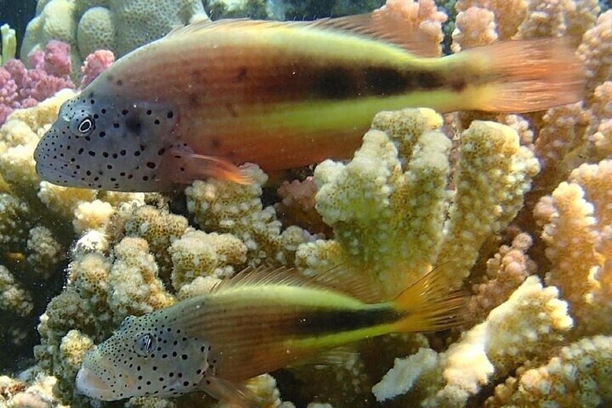 a fish swimming in the ocean on the reef