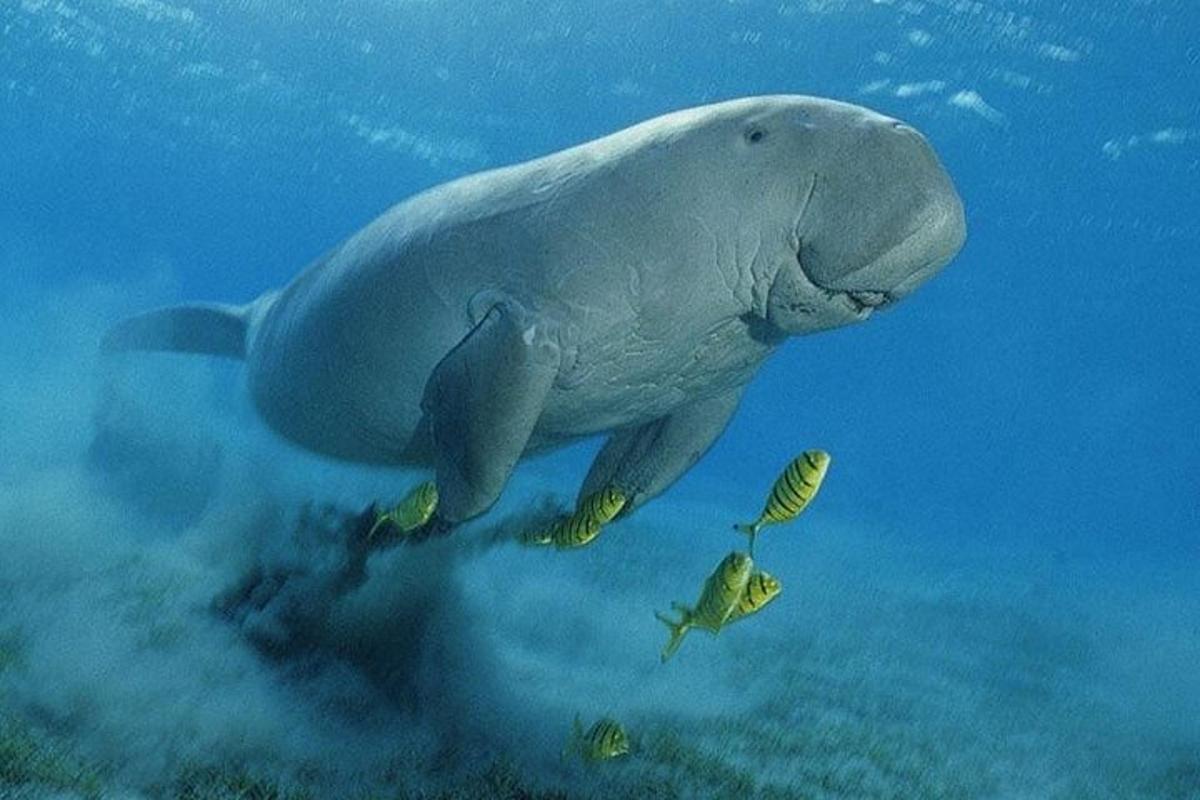 a dolphin swimming in the water with a fish