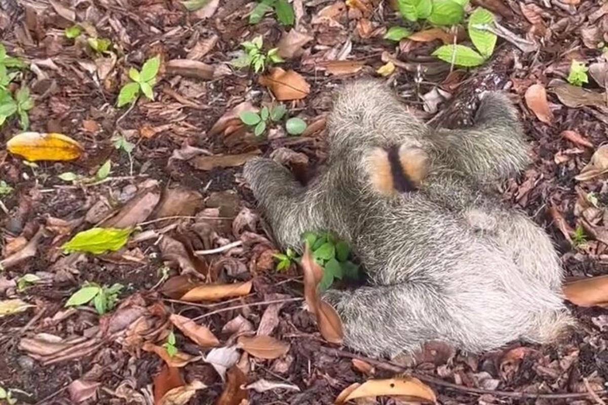 een dood dier dat op de grond ligt in het bos