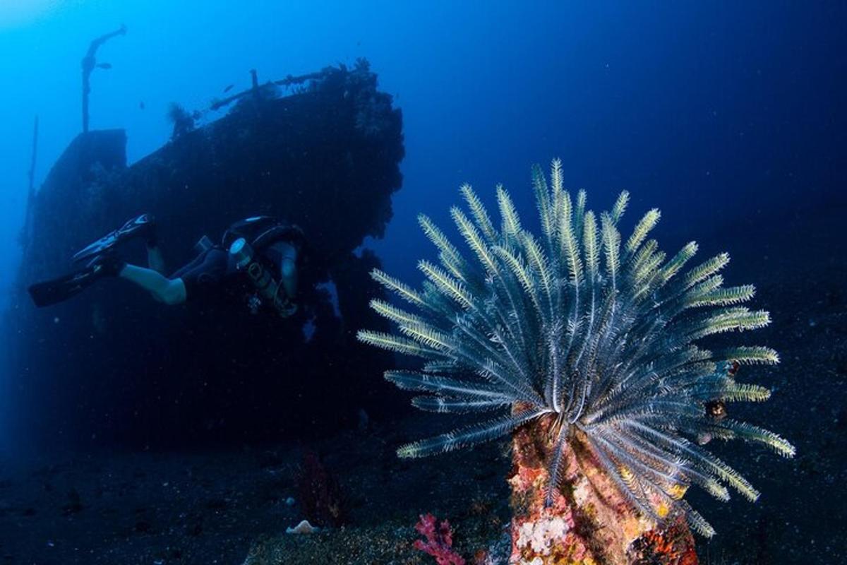 a person swimming in the ocean next to a lionfish
