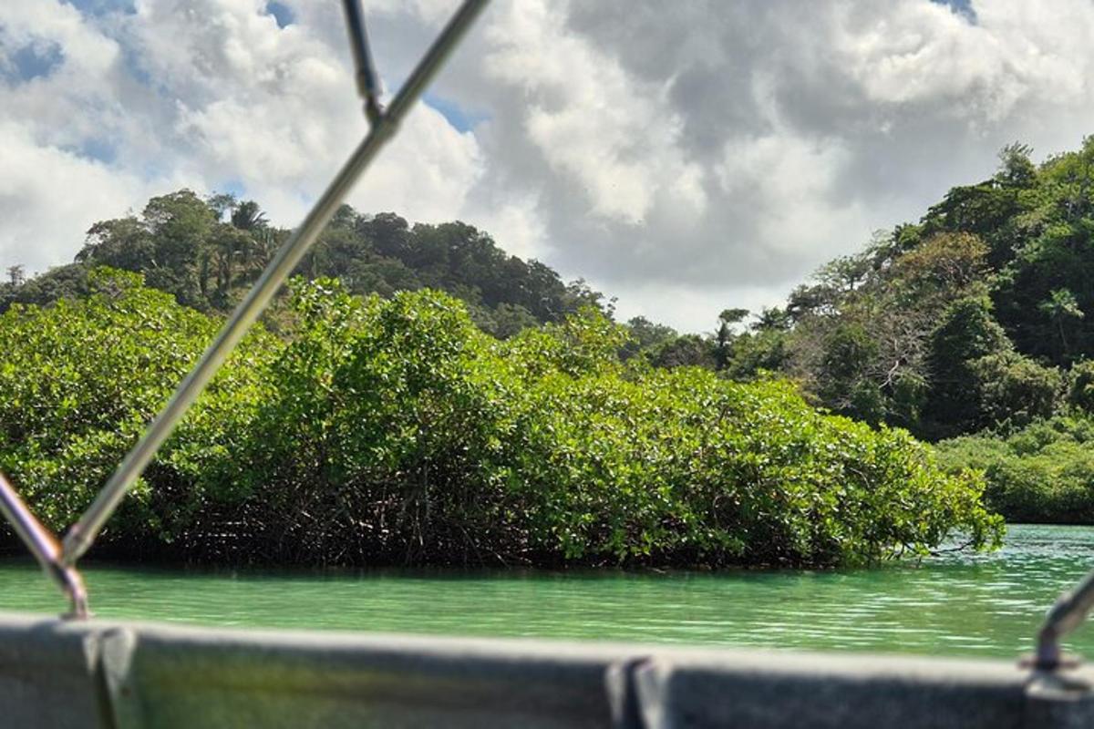 Una vista de un cuerpo de agua con árboles.