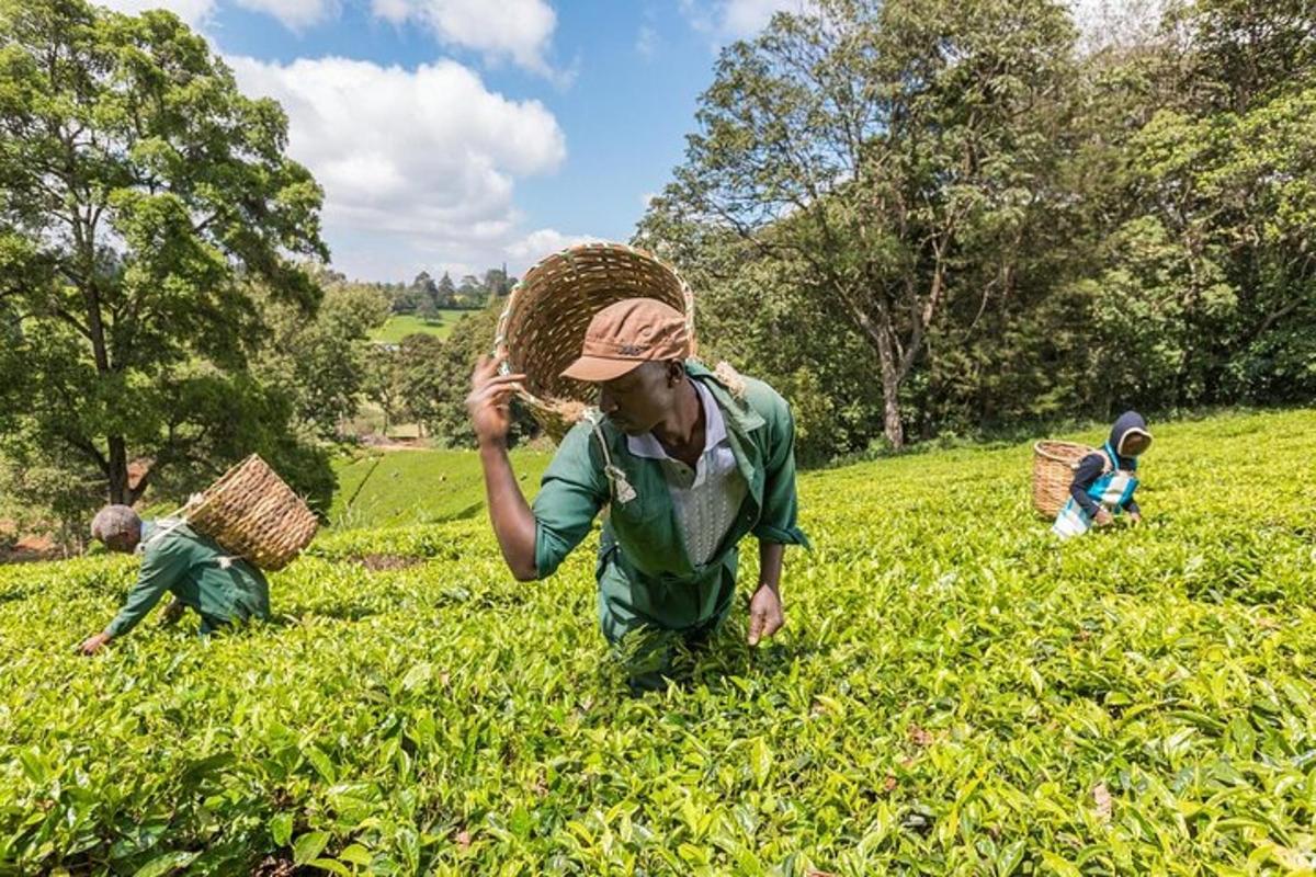 um grupo de pessoas em um campo com cestos na cabeça