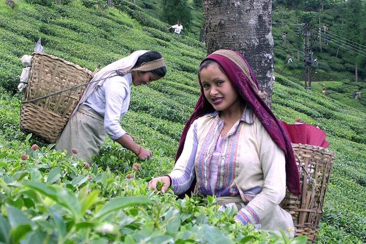 dua orang wanita bekerja di ladang teh