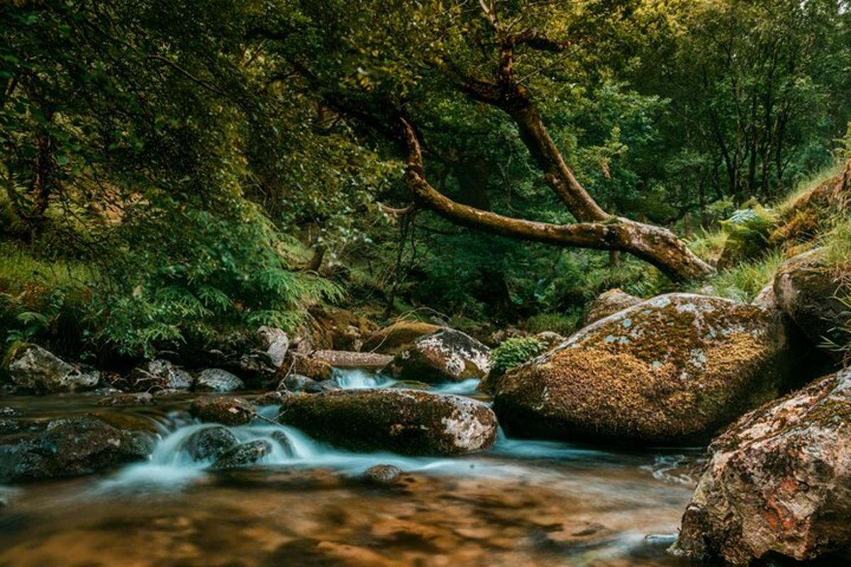 một dòng suối trong rừng có đá và cây