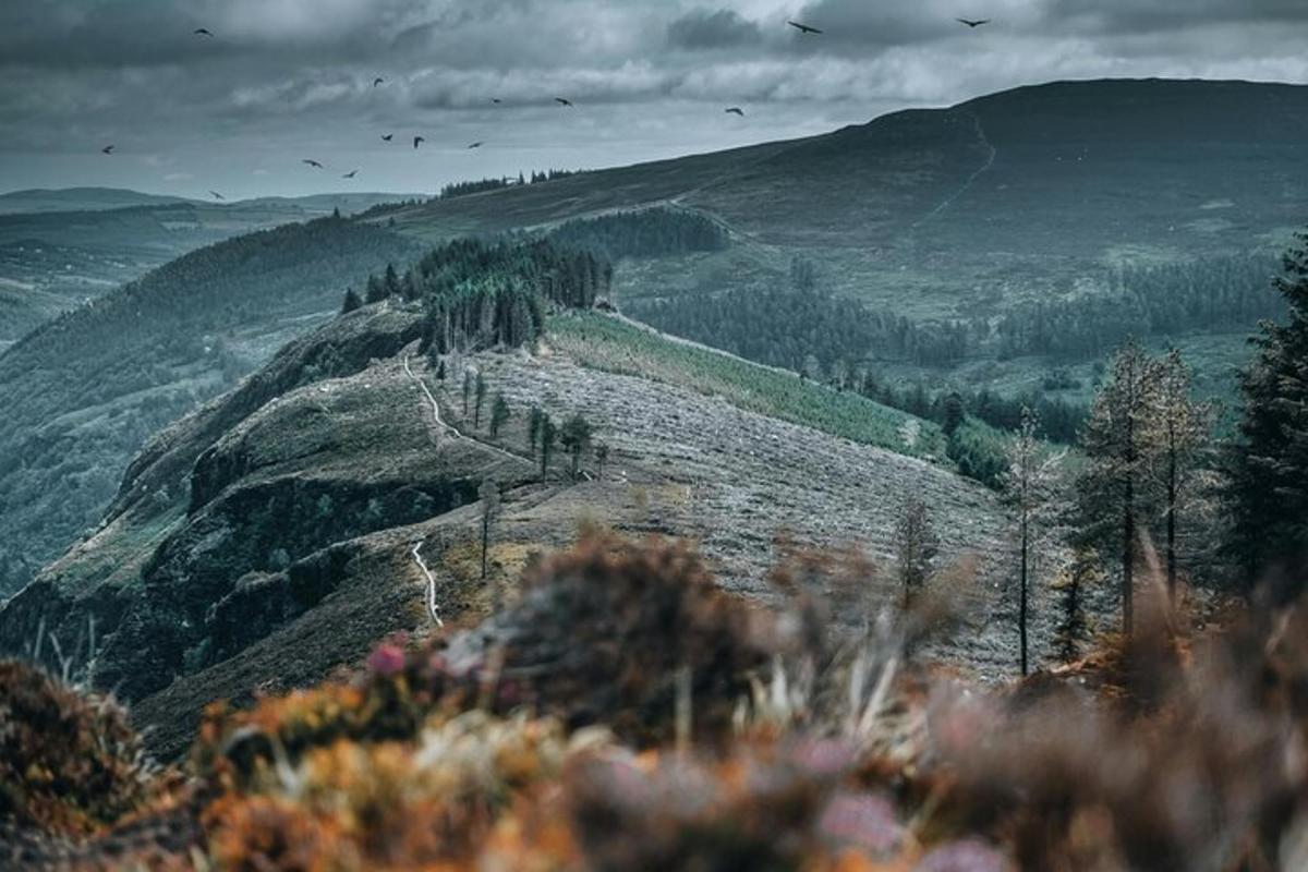 a view of a hill with birds flying over it