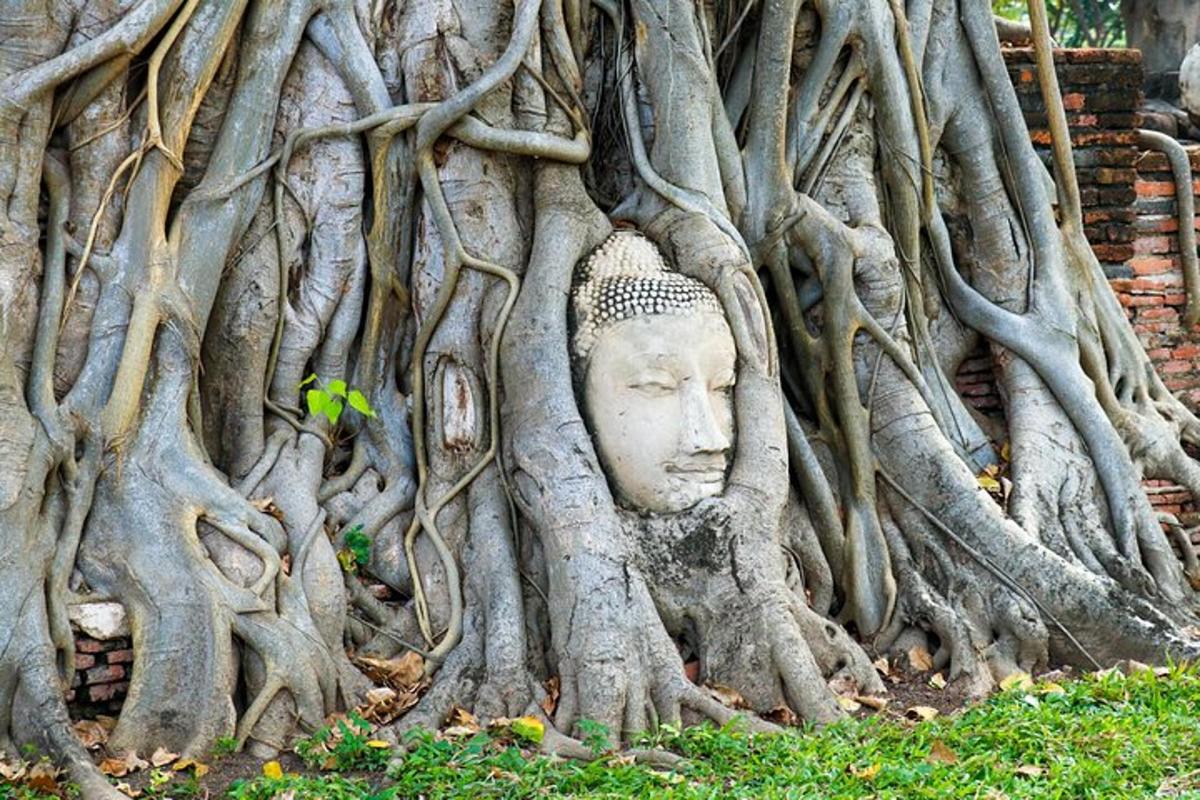 một cái đầu trong rễ cây