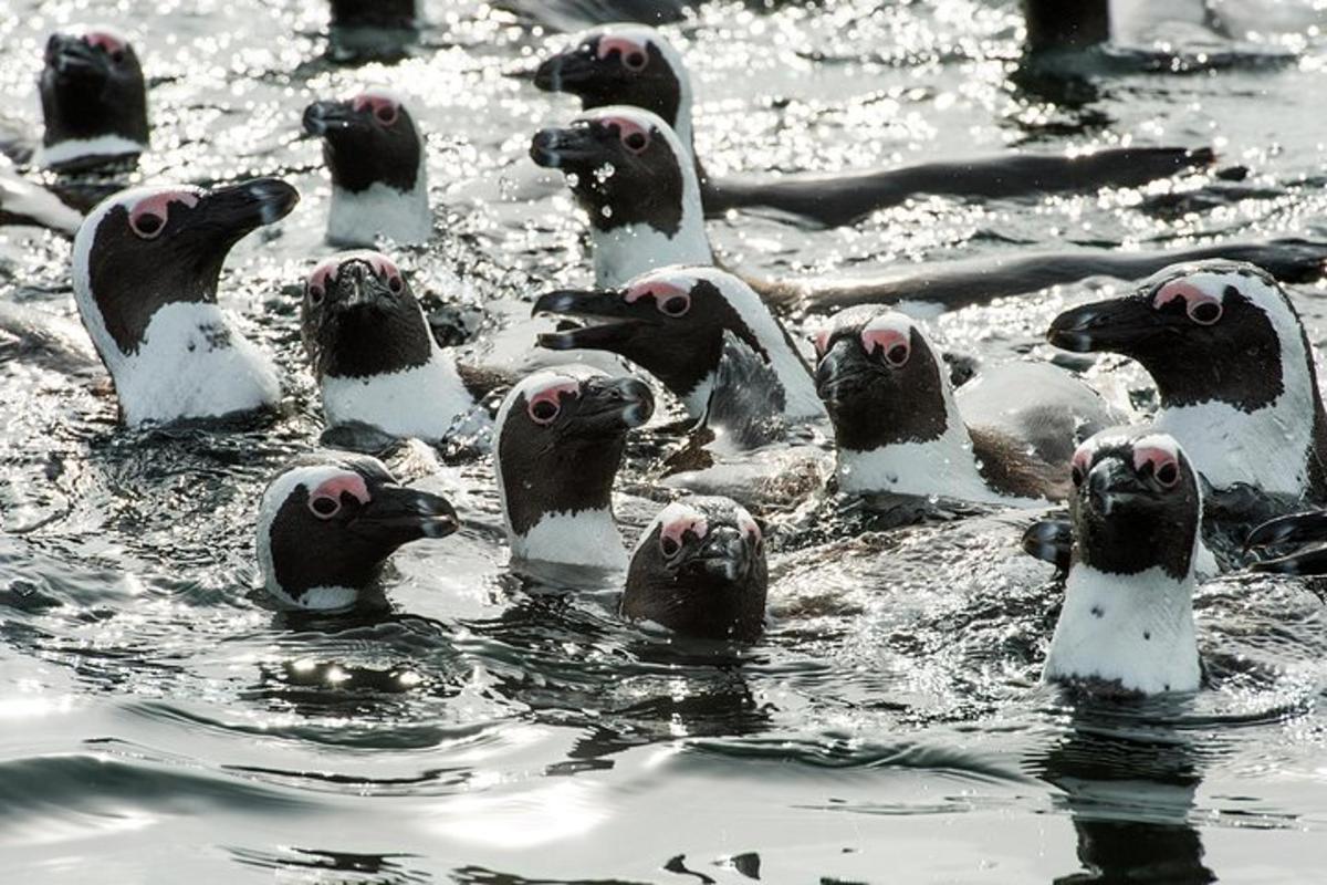 un stol de pinguini înotând în apă
