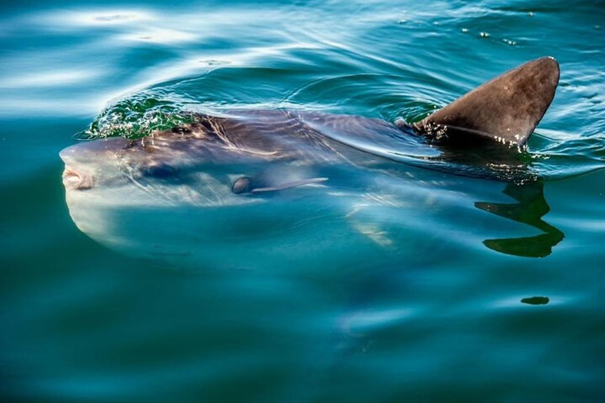 un delfin înotând în apă