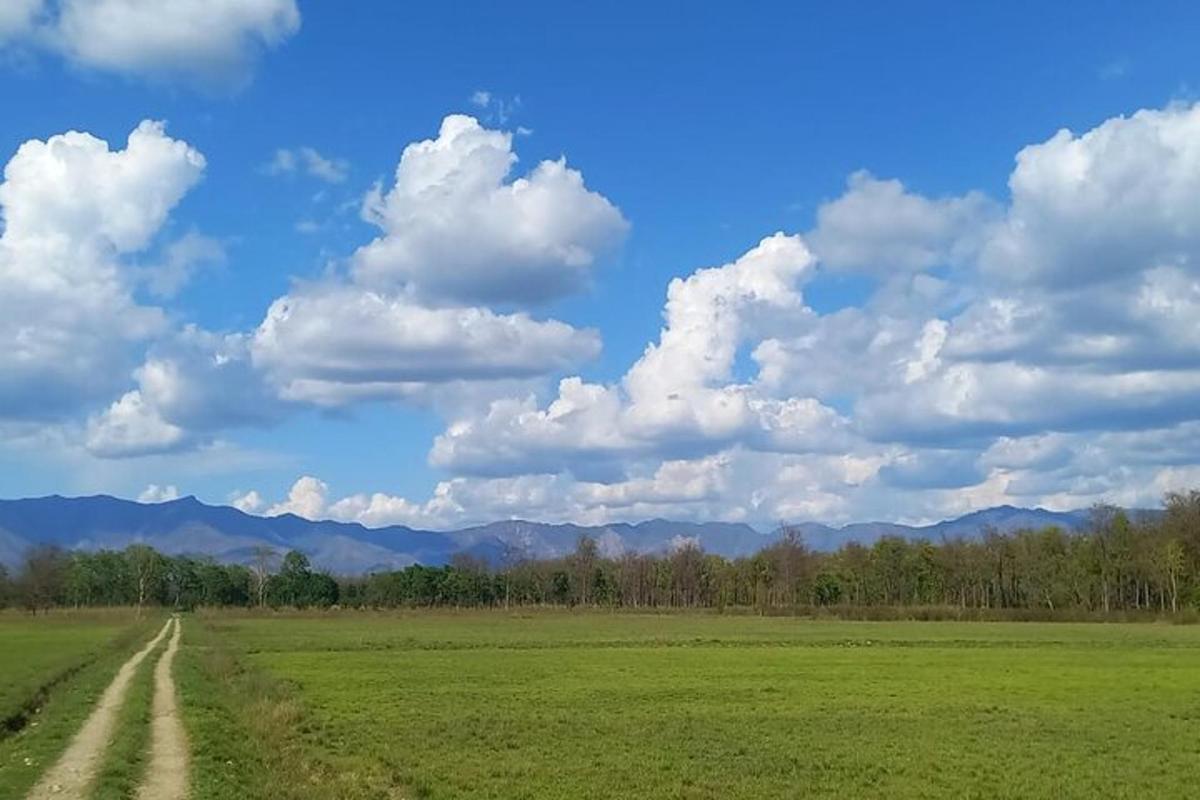 a field with a dirt road in the middle