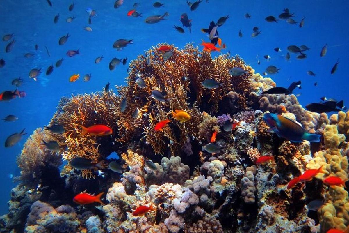 a coral reef with lots of fish on it