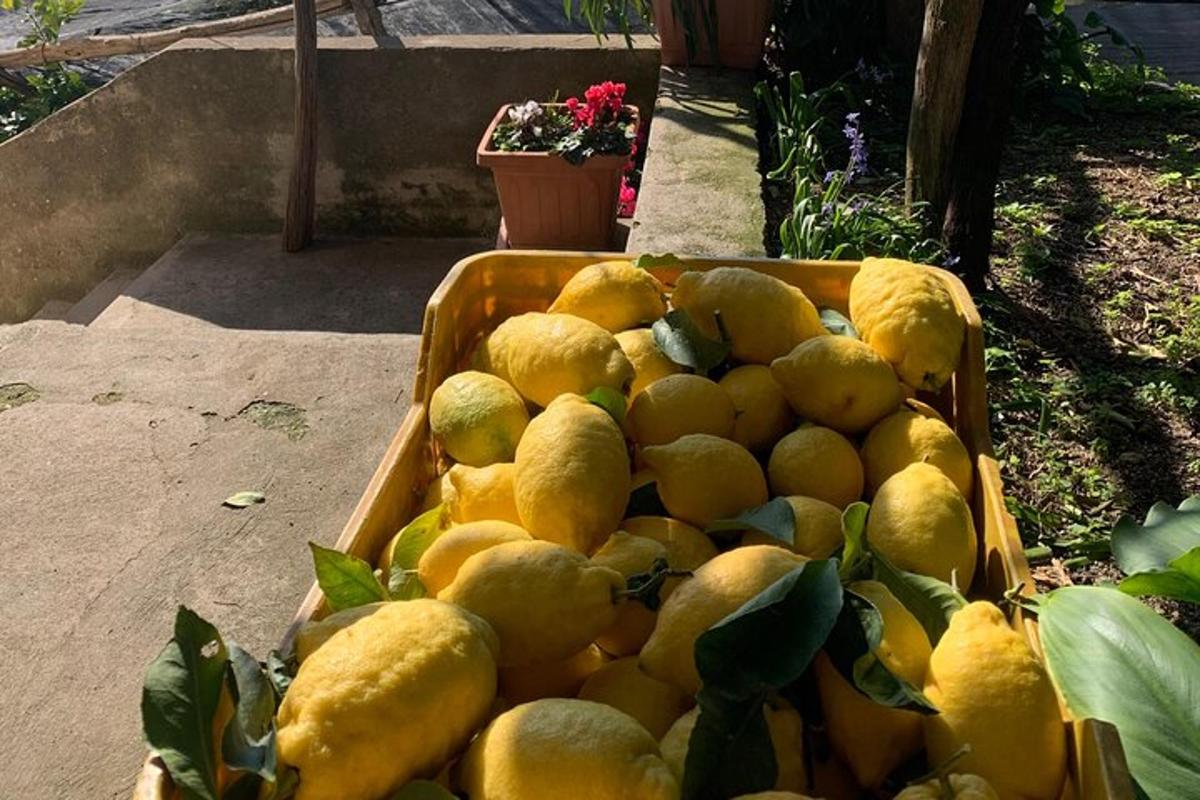 košík citronů ležící na zemi