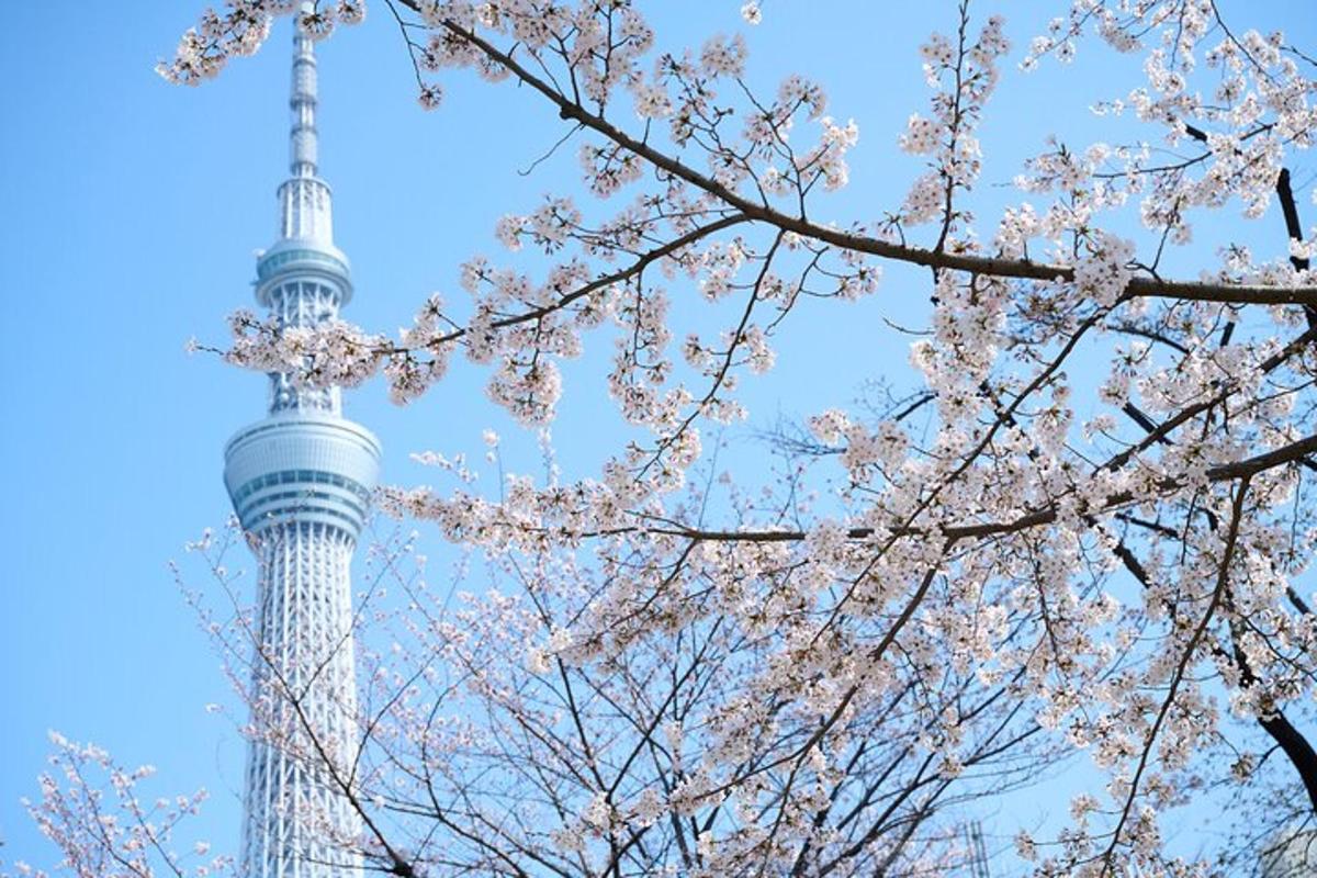 Un cerezo con una torre al fondo