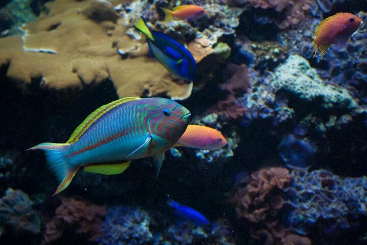 Un grupo de peces de colores en un acuario.