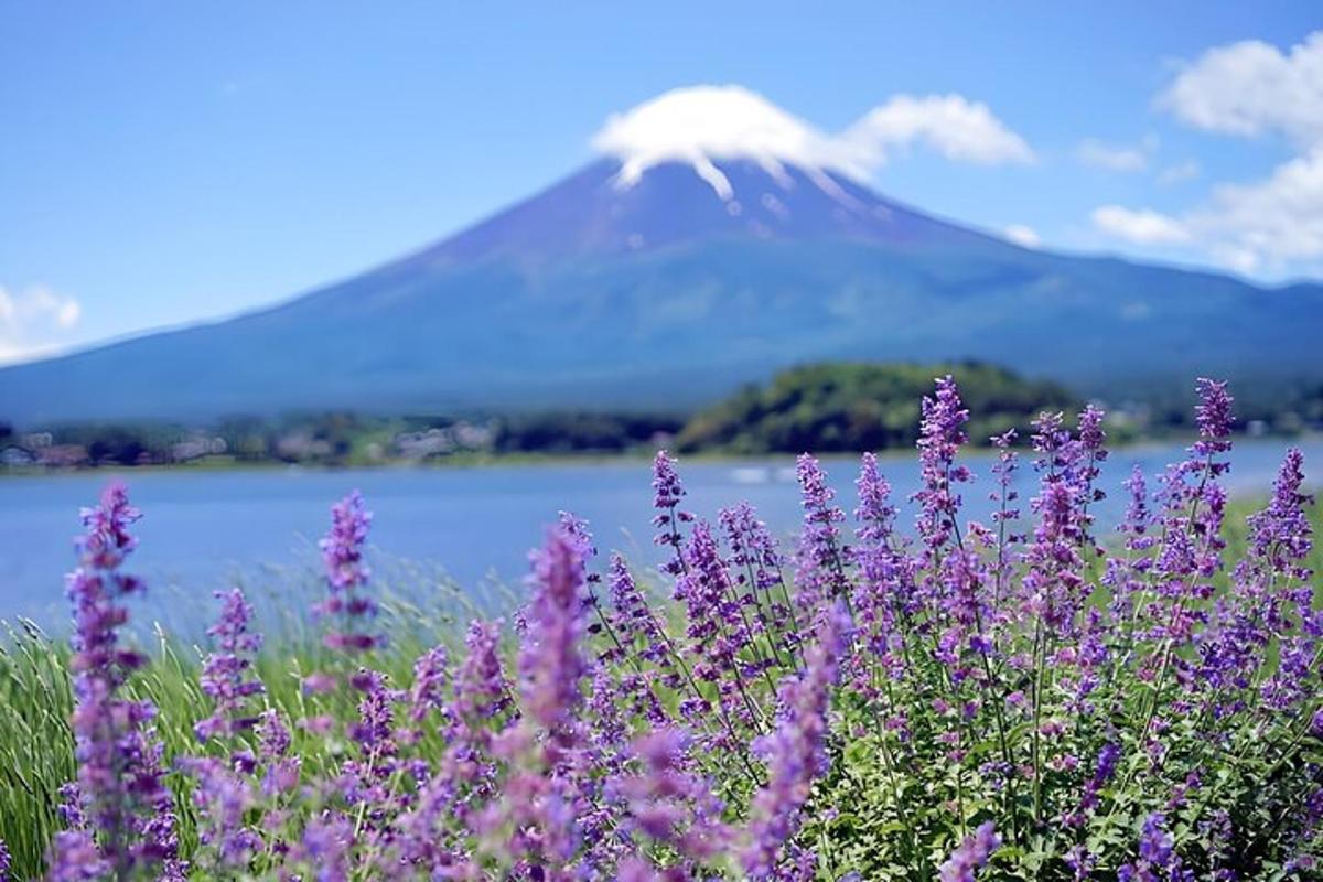 a field of purple flowers with a mountain in the background