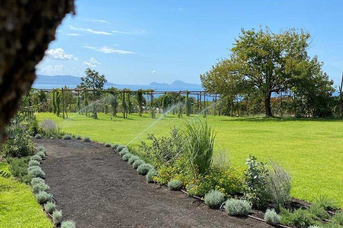 um jardim com plantas e um campo de grama
