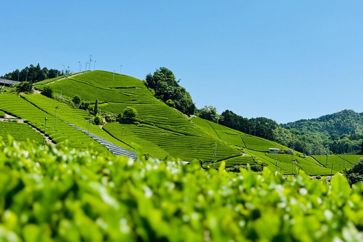 ladang teh hijau di atas bukit