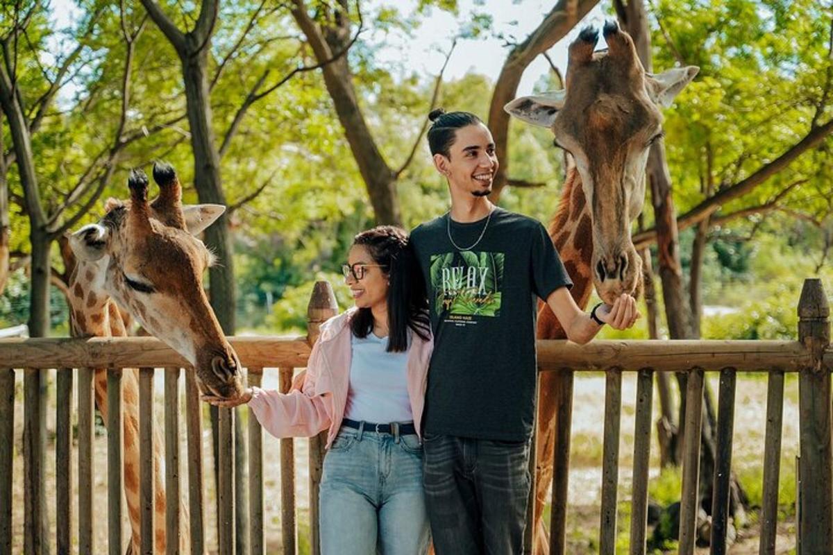 muž a žena krmí dvě žirafy v zoo