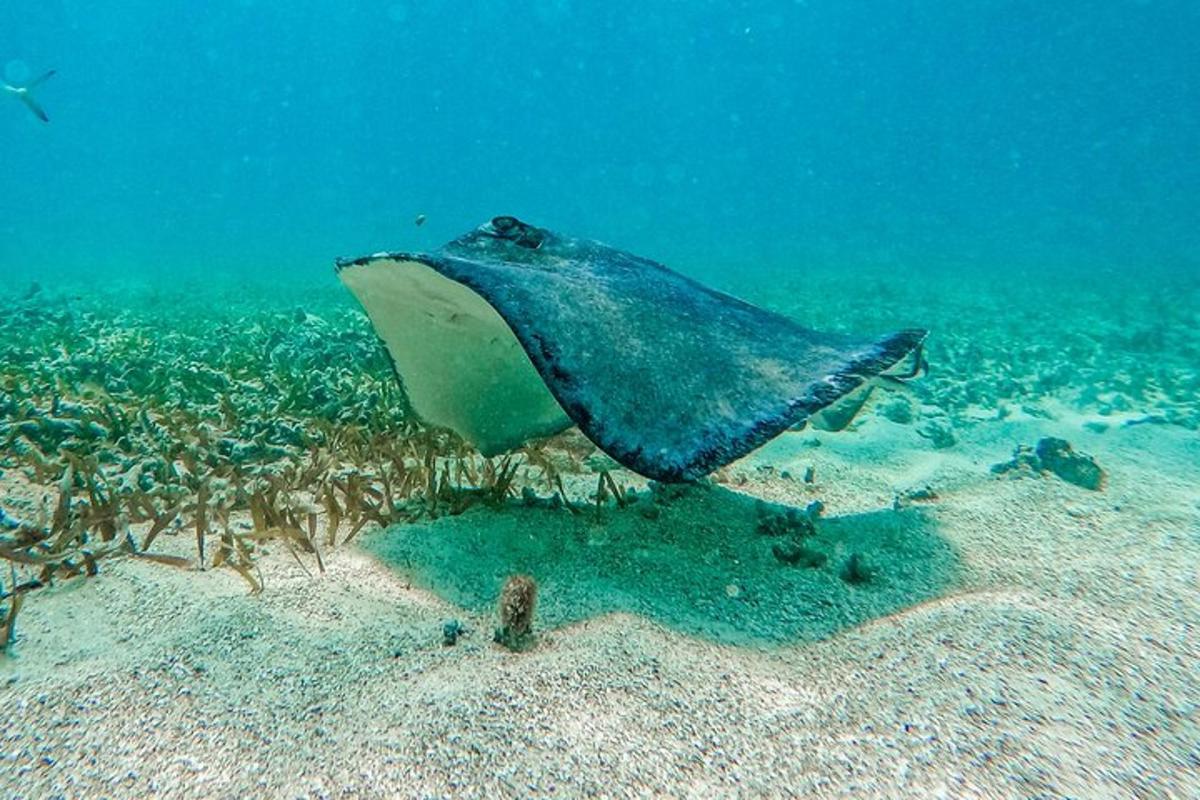 rejnoka plavajícího nad korálovým útesem