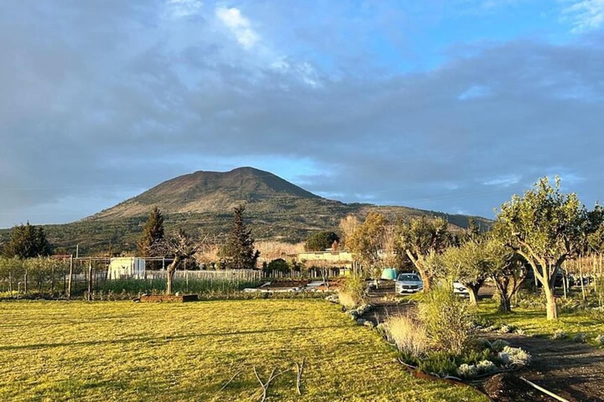 una montagna in lontananza con un campo e degli alberi