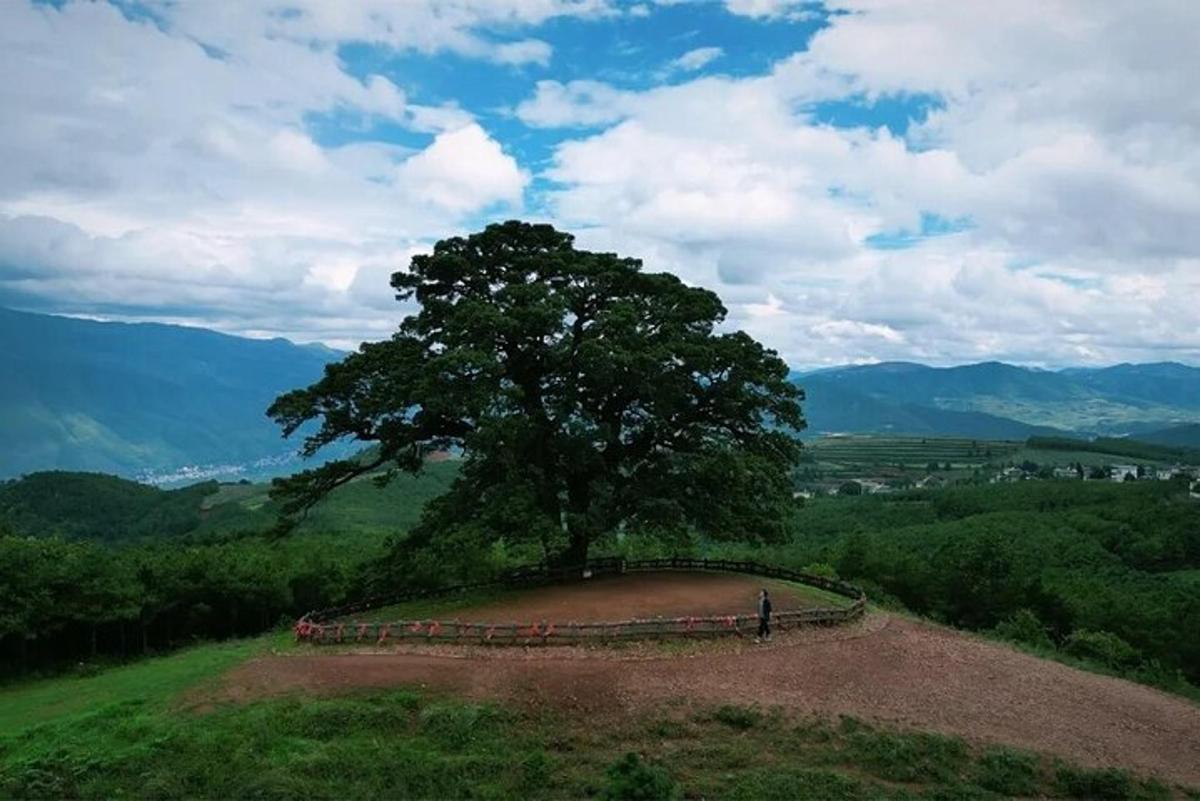 seseorang yang berdiri di bawah pokok di atas bukit