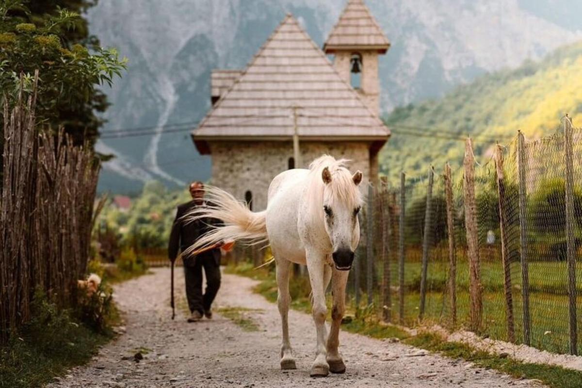a white horse walking down a dirt road