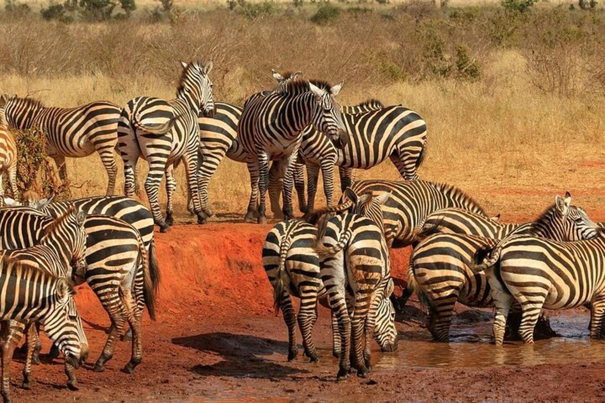 bir su birikintisinde su içen bir zebra sürüsü