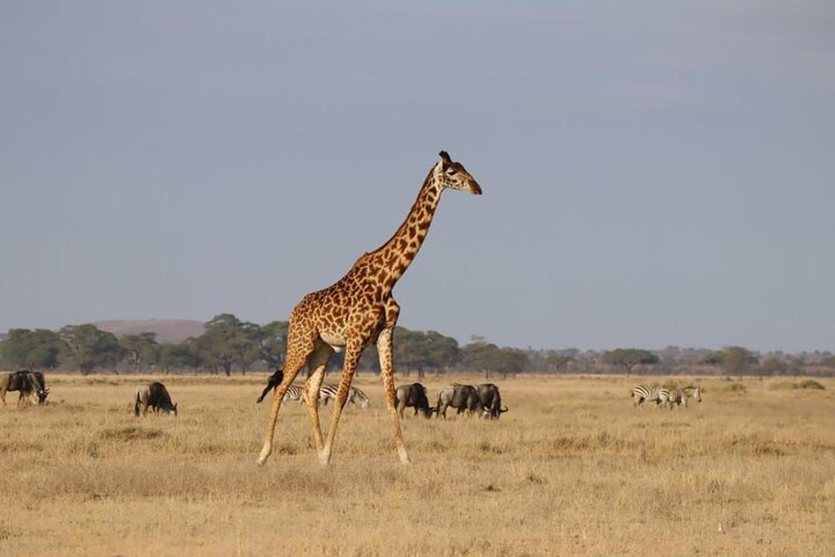 eine Giraffe, die mit einer Herde Tiere auf einem Feld läuft
