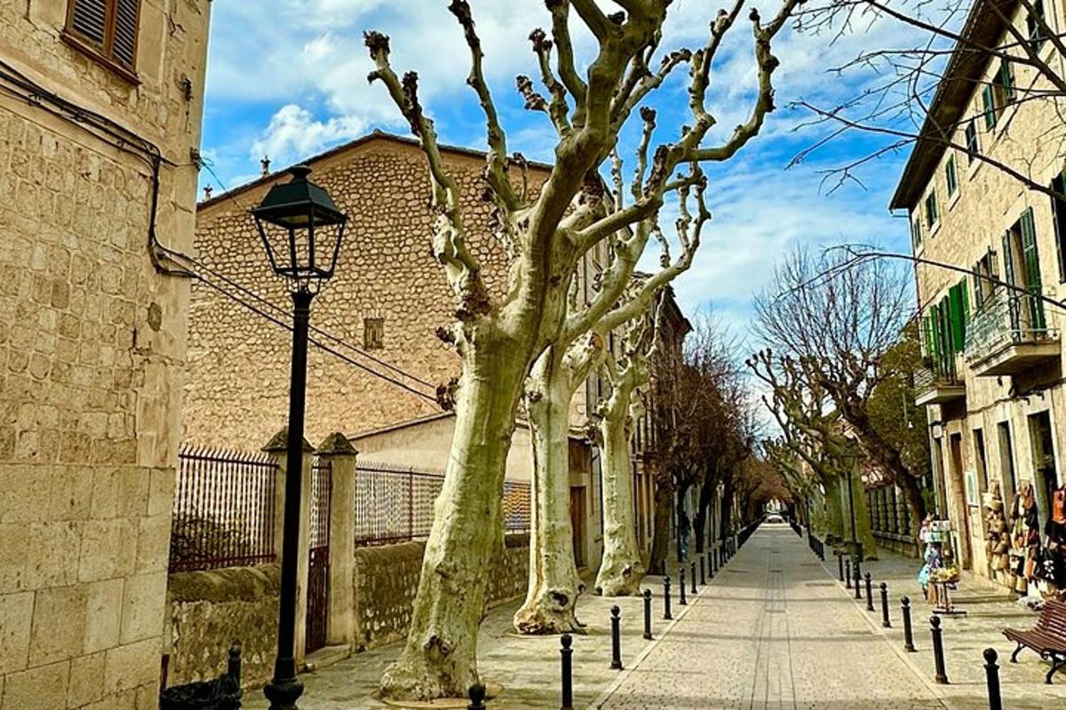 une rue avec une rangée d'arbres sur un trottoir