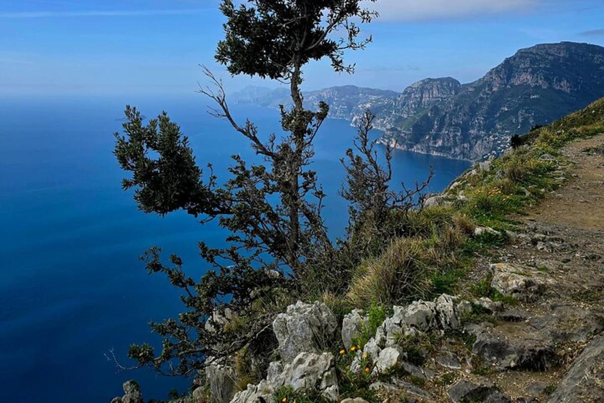 ένα δέντρο στην πλαγιά ενός βουνού κοντά στο νερό