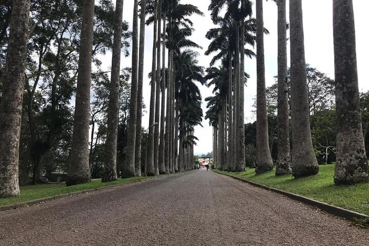 a road with palm trees on the sides of it