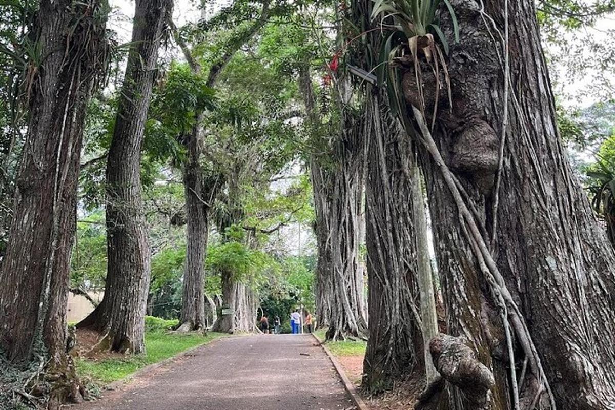 a tree lined road with people walking in the distance