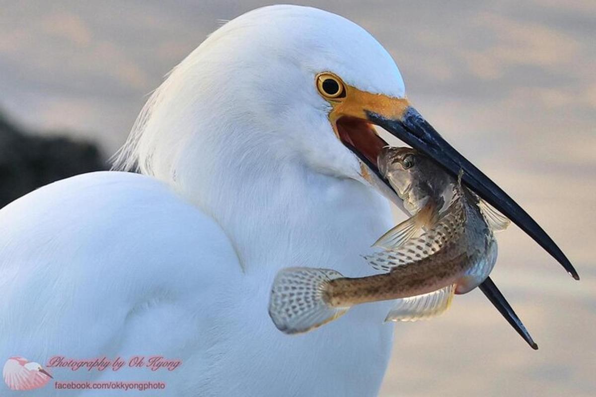 a white bird with a fish in its mouth