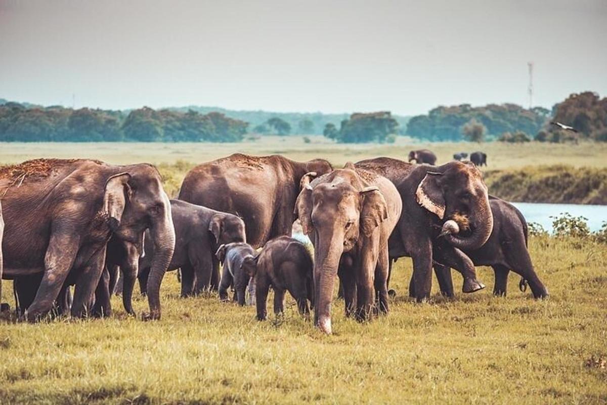 a herd of elephants standing in a field
