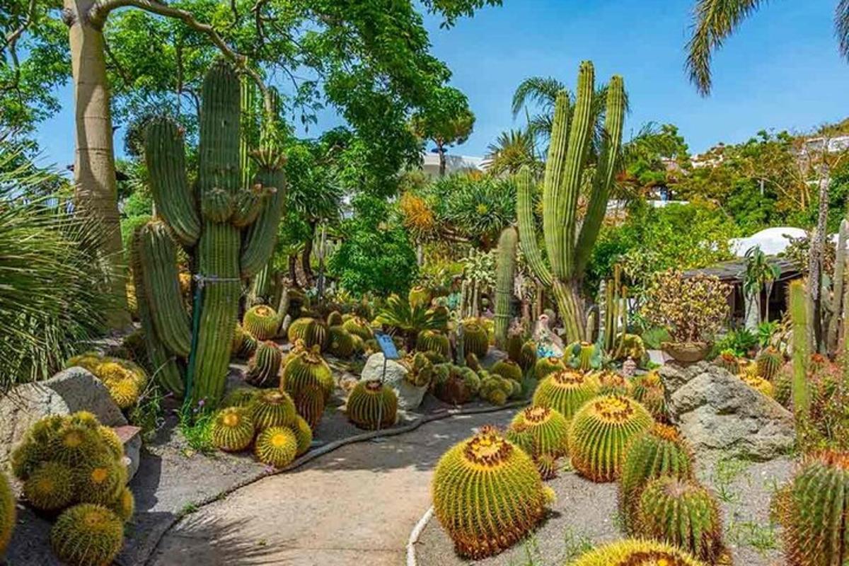 taman kaktus dan kaktus di taman