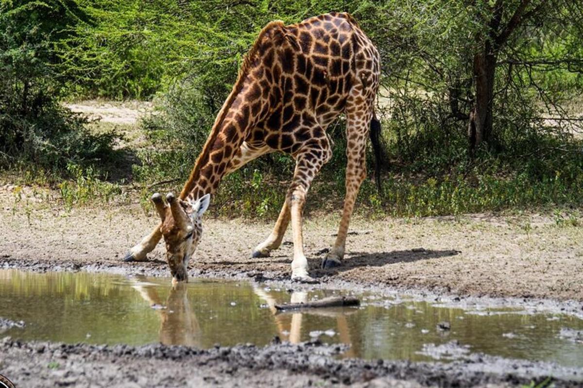 a giraffe drinking from a pool of water