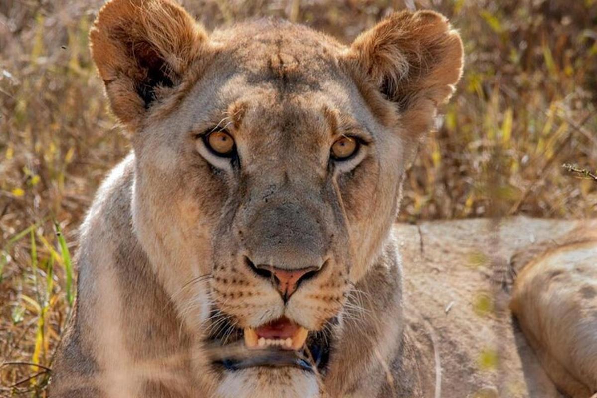 a lioness is looking at the camera