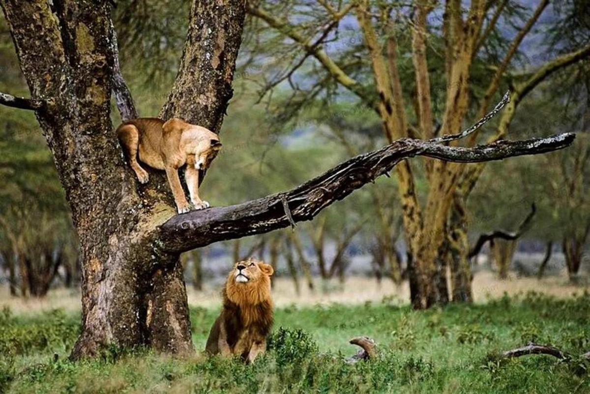 bir ağacın dalında duran iki aslan