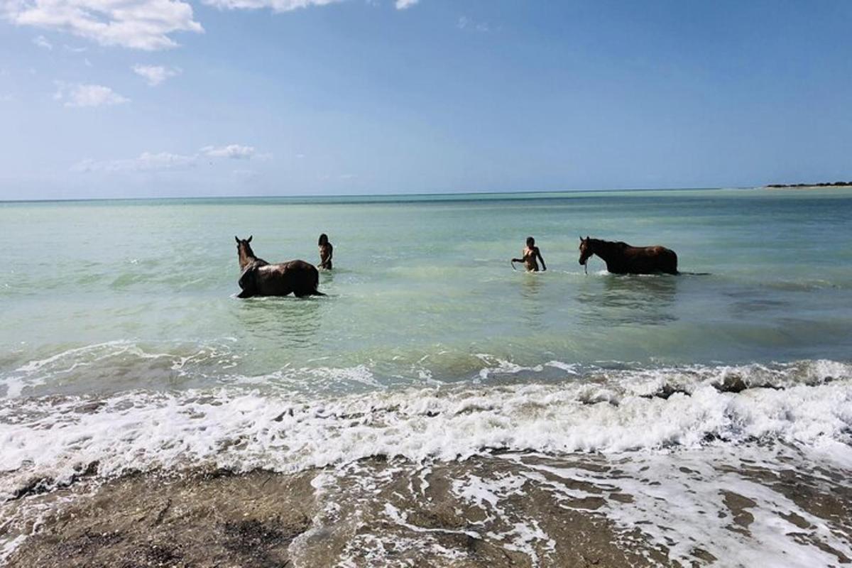un grup de oameni în ocean cu cai în apă