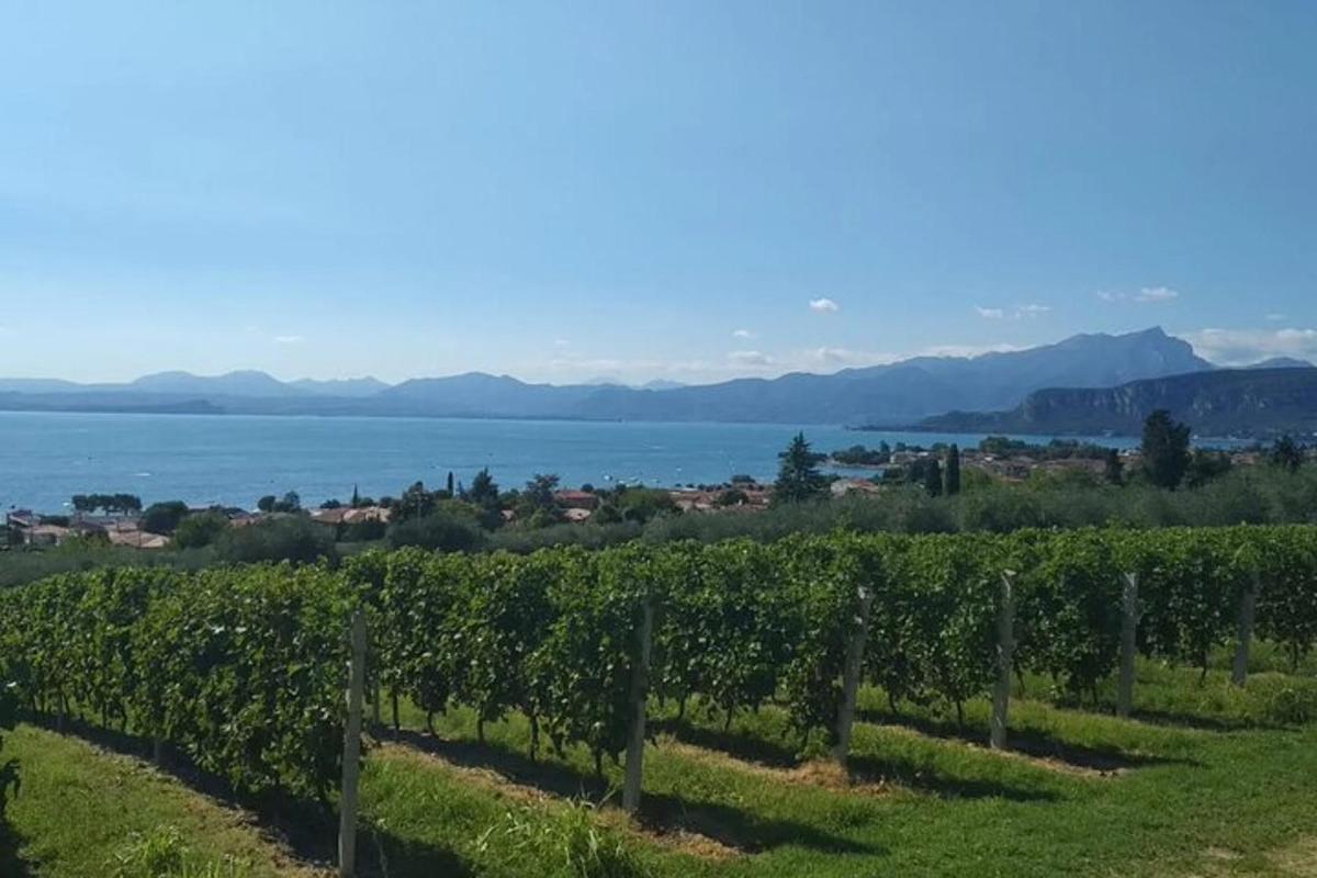 un vigneto con l'oceano sullo sfondo