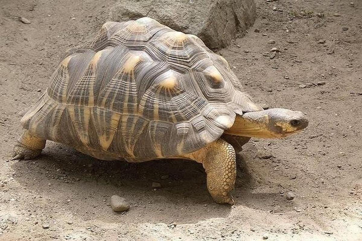 una tartaruga in piedi a terra, nella polvere