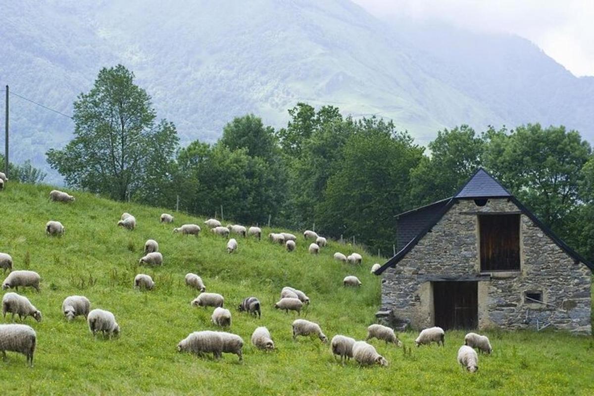 lambakari, kes karjatab hoone kõrval asuval põllul