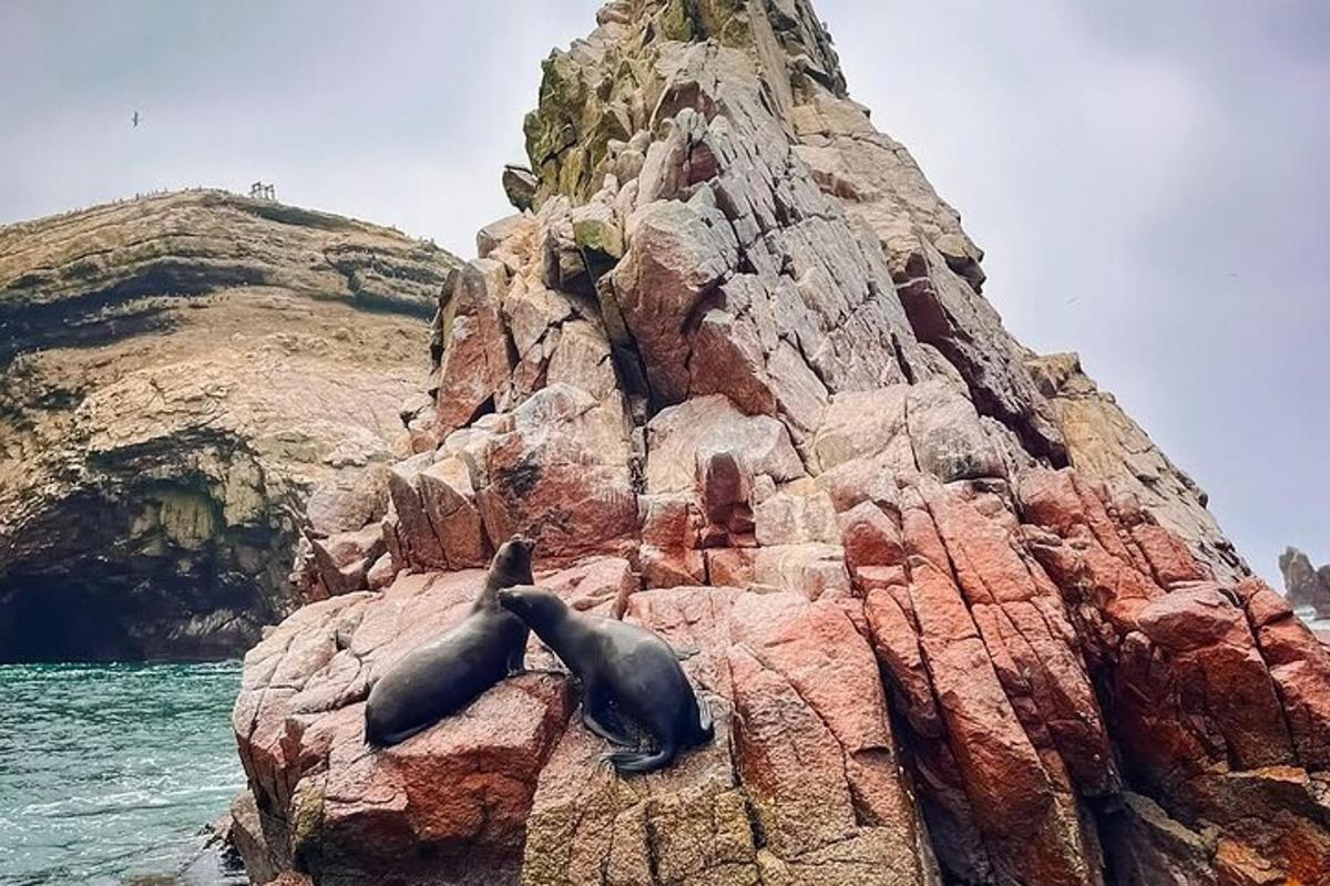 o focă întinsă pe o stâncă lângă ocean