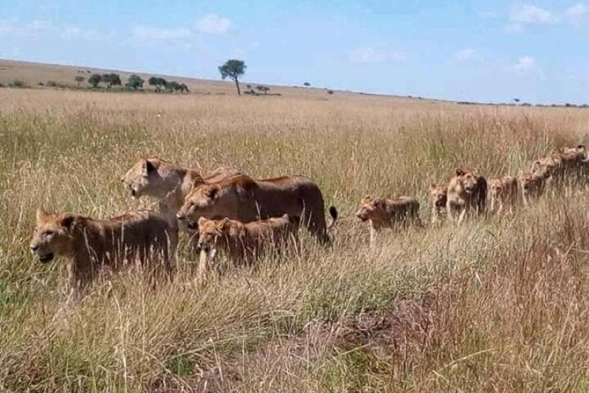 ένα κοπάδι αγελάδων σε ένα χωράφι με ψηλό γρασίδι