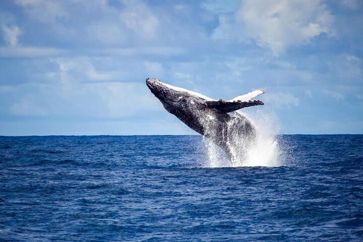un delfino che salta fuori dall'acqua nell'oceano