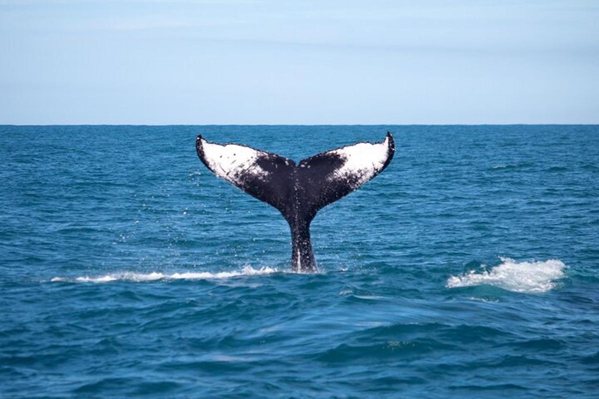 una cola de ballena en el océano