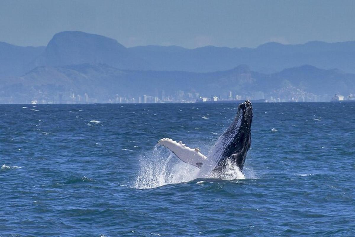 un delfino che salta fuori dall'acqua