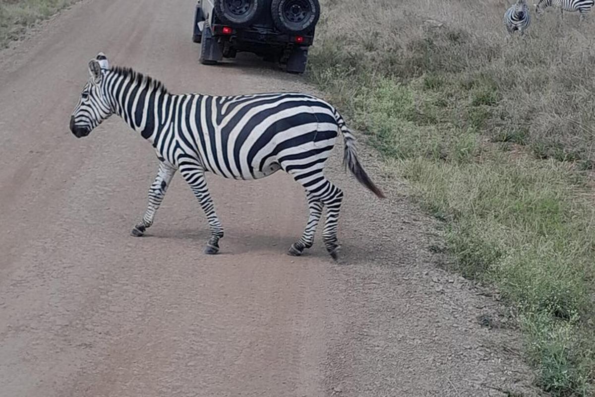 zebra prechádzajúca cez cestu pred vozidlom
