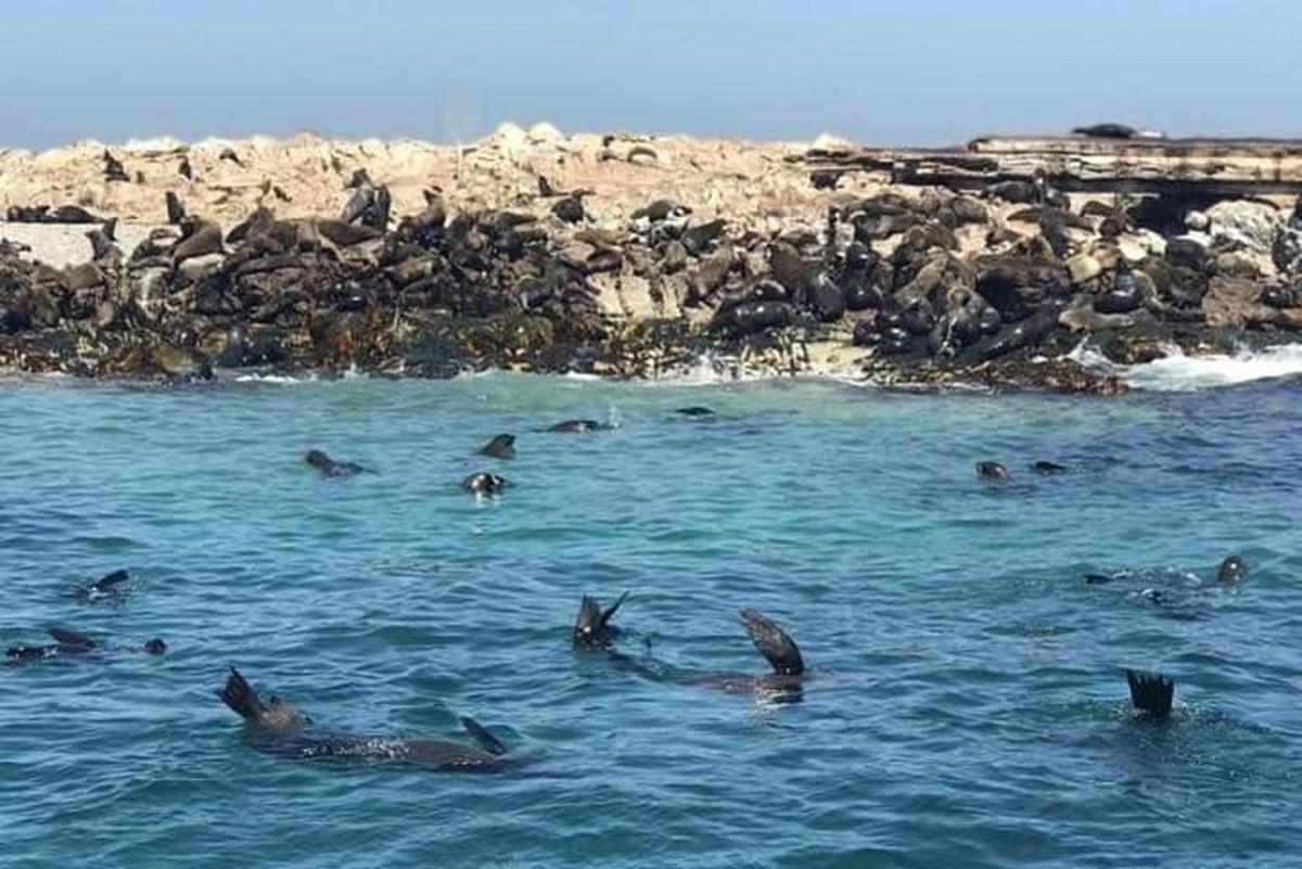 a group of dolphins swimming in the water