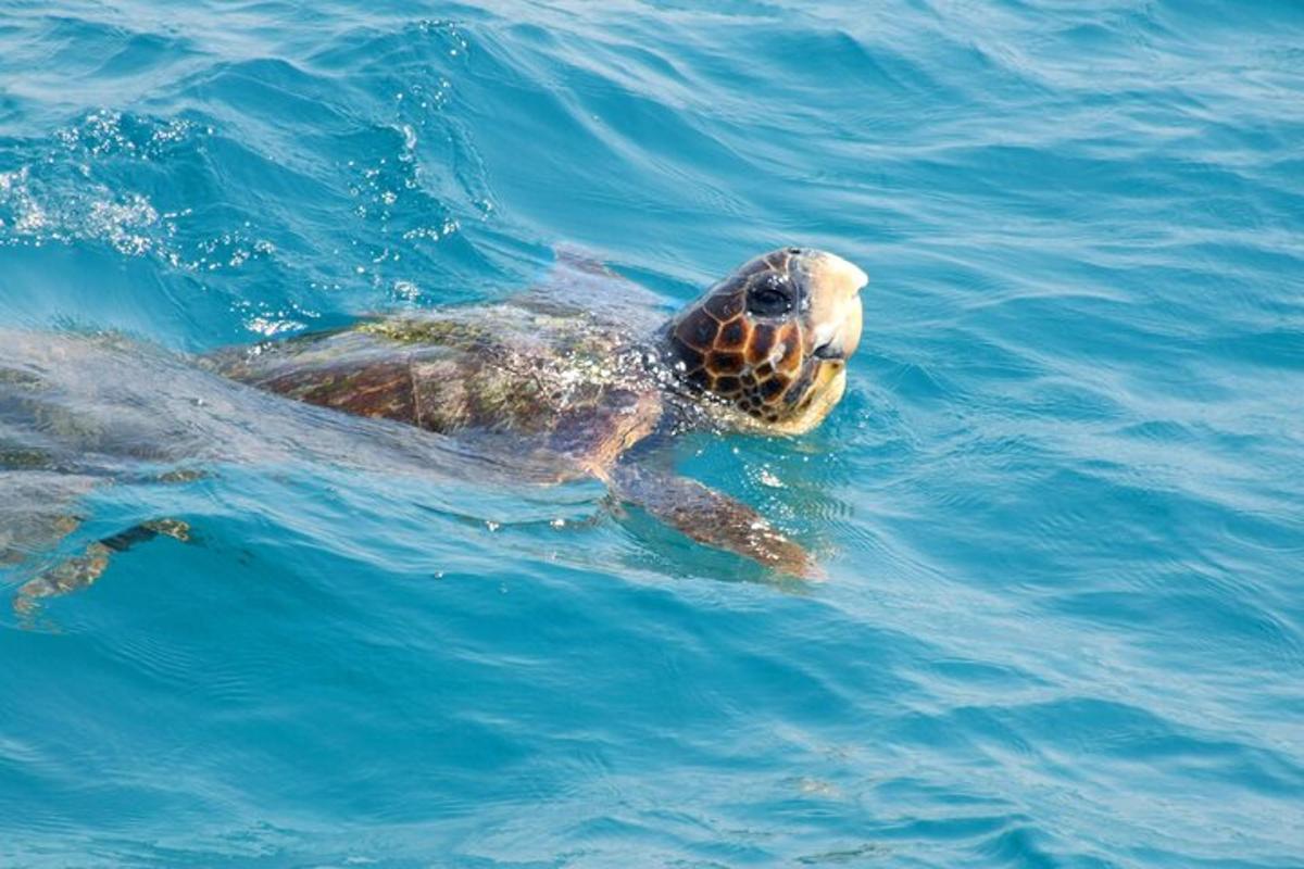 uma tartaruga marinha nadando na água
