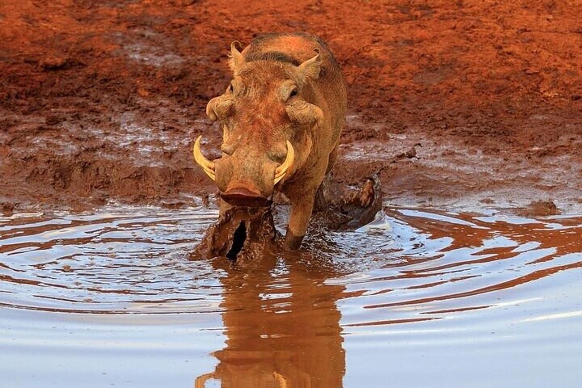 a rhino standing in the mud in the water